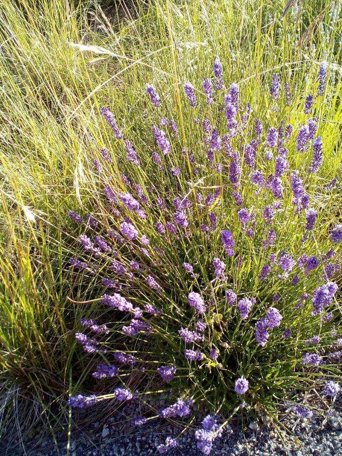 Gite La Fleur D Olivier Nyons Dış mekan fotoğraf
